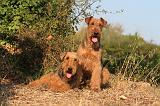 AIREDALE TERRIER 055